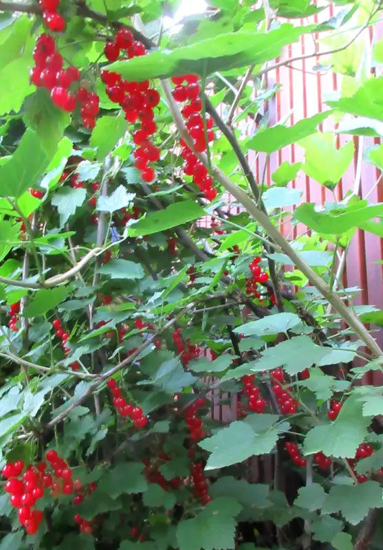 Red Currant (Ribes rubrum 'Red Lake') $10.00 in Plants, Fertilizer & Soil in City of Toronto - Image 2