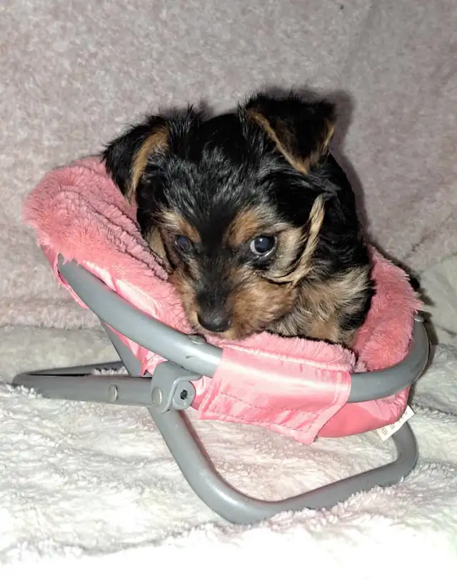 2 female Yorkie pups in Dogs & Puppies for Rehoming in St. Catharines - Image 6