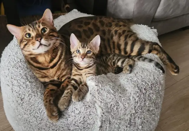 Luxury Bengal Kittens – Trained, Vet-Checked, Ready Now! in Cats & Kittens for Rehoming in Vancouver - Image 5