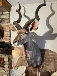 Koudou (Greater Kudu) d’Afrique empaillé (taxidermie)
