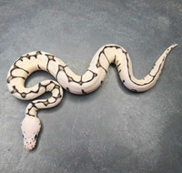 90 available ball pythons. Hatchlings to adults 
