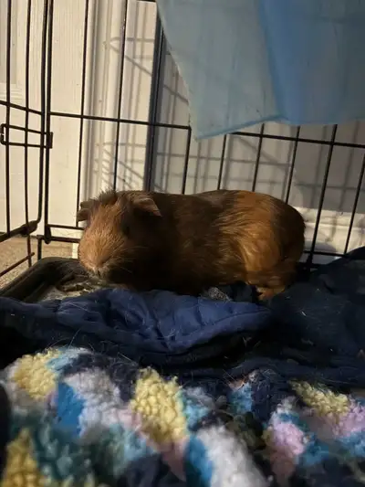 guinea pigs for rehoming, View more