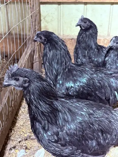 Purebred Ayam Cemani hatching eggs are now available for $120. a dozen, cash only. This is one of th...