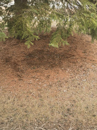 Garden Mulch 