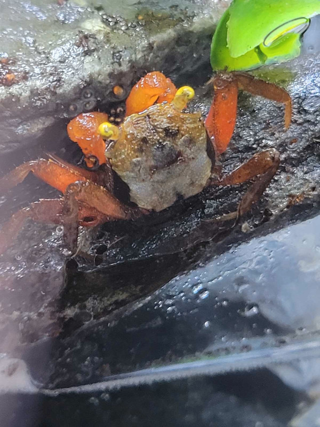 Vampire crabs  in Fish for Rehoming in Peterborough - Image 4
