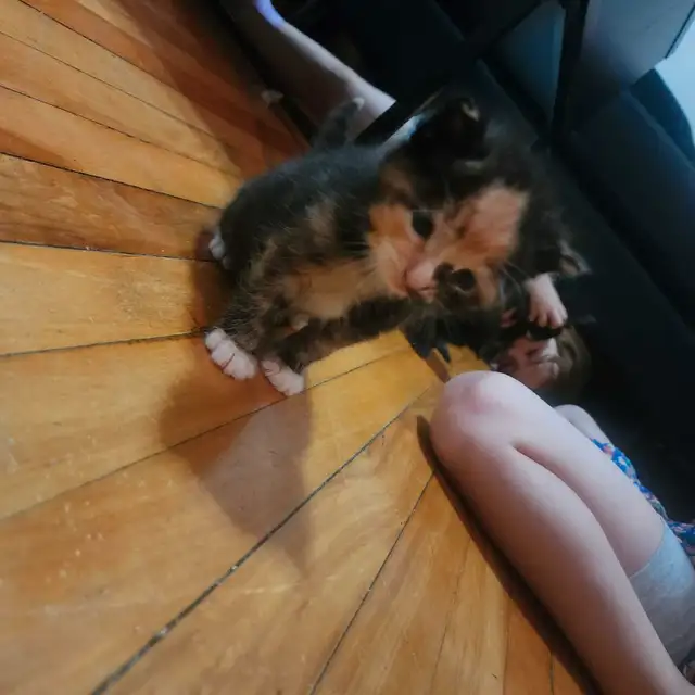 5 adorables petits chatons in Cats & Kittens for Rehoming in City of Montréal - Image 4