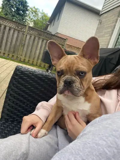 French Bulldog Puppy Fully Vaccinated