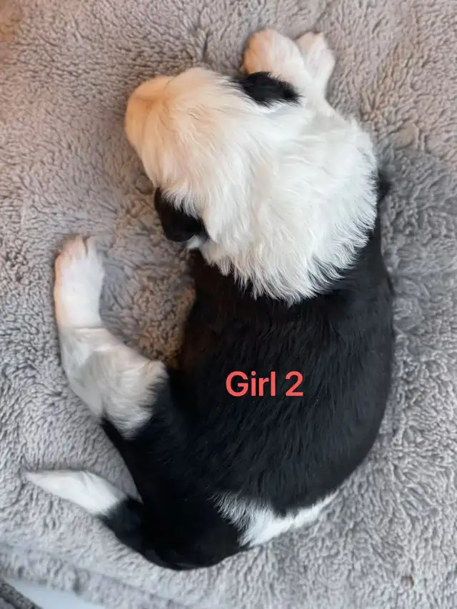 Sheepadoodle puppies looking for their forever home in Dogs & Puppies for Rehoming in Hamilton - Image 9
