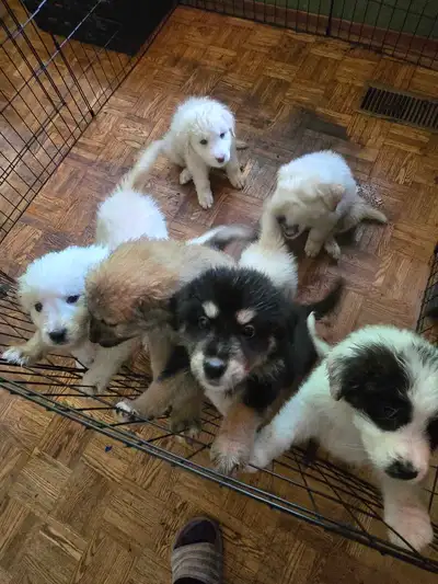 Puppies! , View more