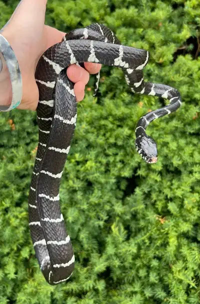 Axanthic Mangrove Snake (White Stripes), View more