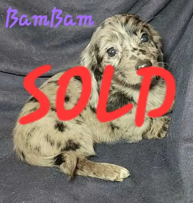ALL SOLD! Mini Dachshund Puppies in Dogs & Puppies for Rehoming in Strathcona County - Image 3