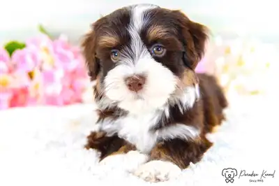 ❤️ Havanese Puppies ❤️ Financing at 0% Interest ❤️, View more