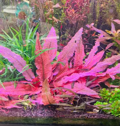 cryptocoryne flamingo pink rare aquarium plant, View more