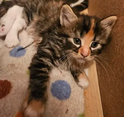 chatons a vendre, View more