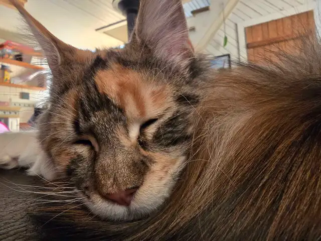 Chatons Mainecoon in Cats & Kittens for Rehoming in Drummondville - Image 5