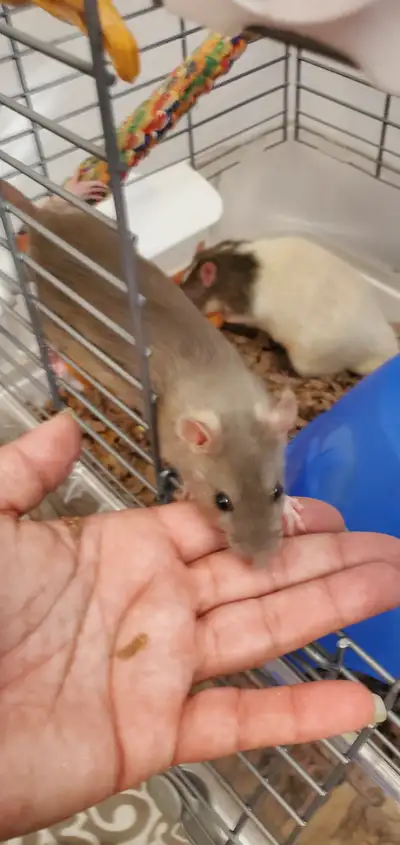 Rat male 3 mois super gentil., View more
