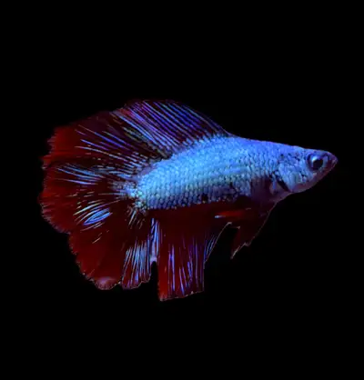 15-25$ Pick up near Donlands and Danforth