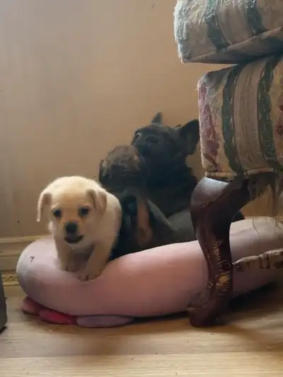 Pug-a-Poo Puppies, View more