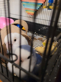2 adorable lovebirds for rehoming