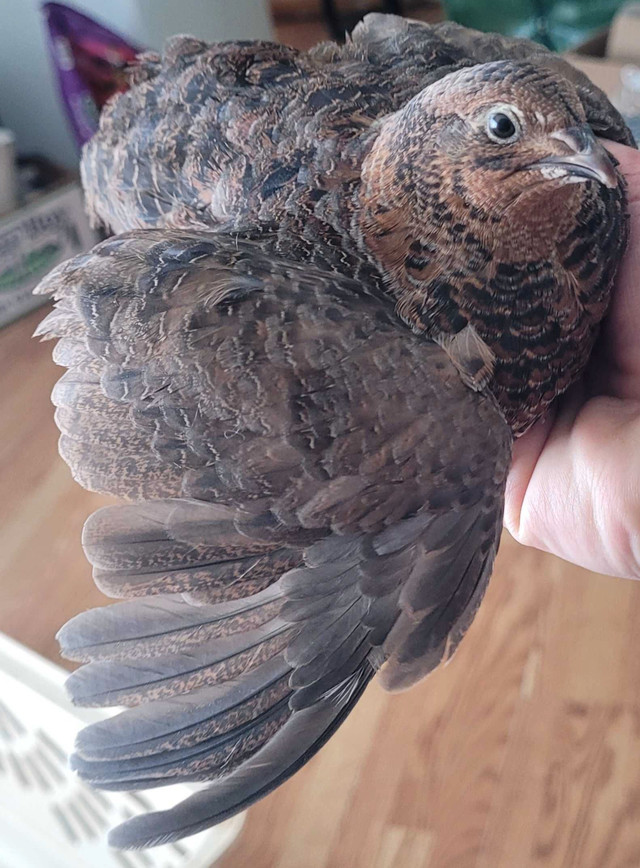 Sexed young quail in Birds for Rehoming in Moose Jaw