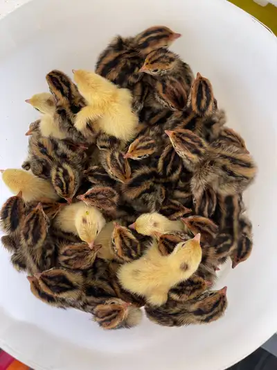 quail chicks, View more