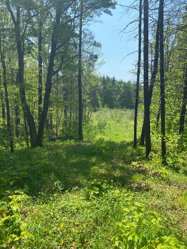 12 acres wilderness property for sale and 8 acre property in Land for Sale in Kingston - Image 2