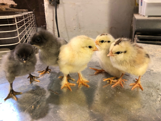 DAY OLD CHICKS in Livestock in Barrie - Image 4