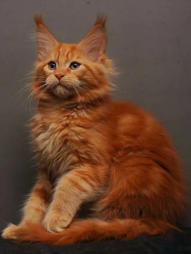 VORTEX- GORGEOUS RED MAINE COON male (WCF)