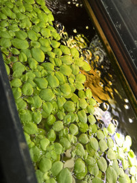 Aquarium Plants (Pickup in Arbour Lake NW)