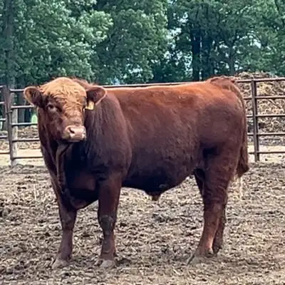 2 Year Old Simm-Angus Bull. 81 lb birthweight. Would work on heifers or cows. We have calves off of...