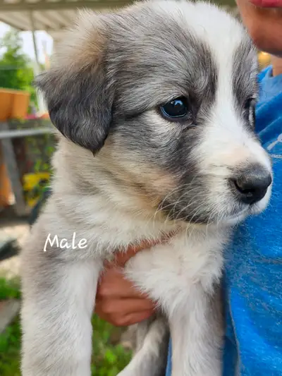 ***Beautiful Retriever X Collie puppies for sale!**, View more