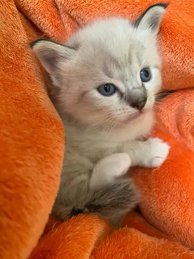 Ragdoll Lynx Kittens Male , View more