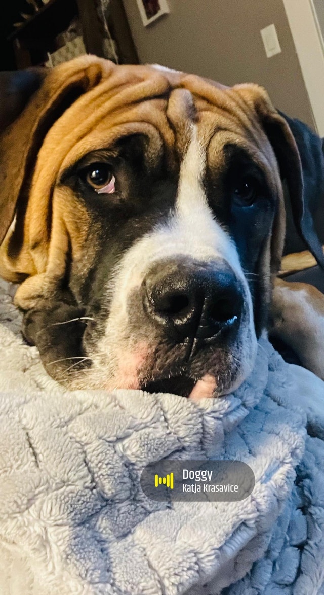 Dog for rehoming Dogs & Puppies for Rehoming London Kijiji