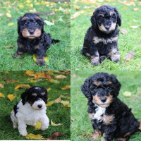 Only 3 F2b micro mini Bernedoodles left available 