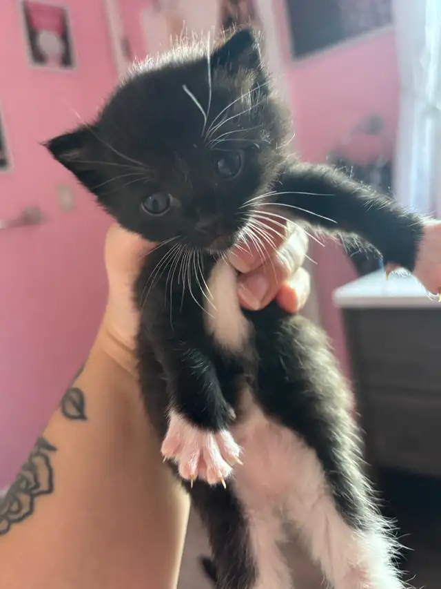 2 kittens looking for their forever homes! in Cats & Kittens for Rehoming in Moncton - Image 3