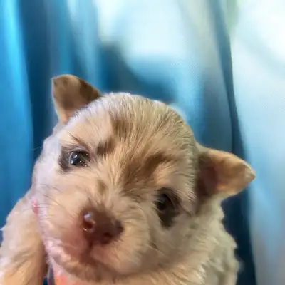 Puppies Beautiful Puppies !!!!!!!!! We have three beautiful, healthy purebred Pomeranian puppies is...