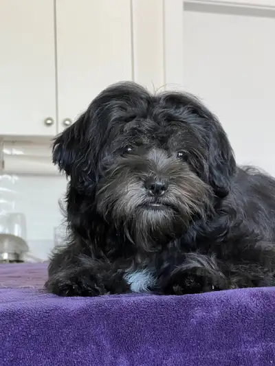 Last Shipoo Puppy Available – Ready for Her Forever Home!, View more