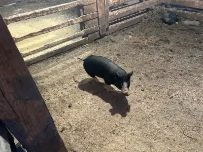 purebred Berkshire Weaner pigs, View more