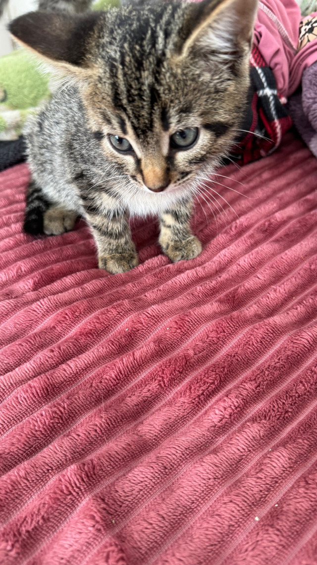 Chaton Bengal croisé in Cats & Kittens for Rehoming in Laval / North Shore - Image 2