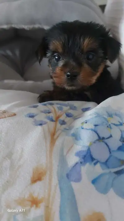 1 sweet little puppy yorkie girl left( Ingersoll), View more