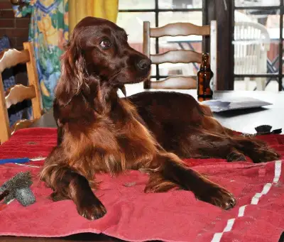 CKC Reg. Irish Setter puppies for Sale., View more