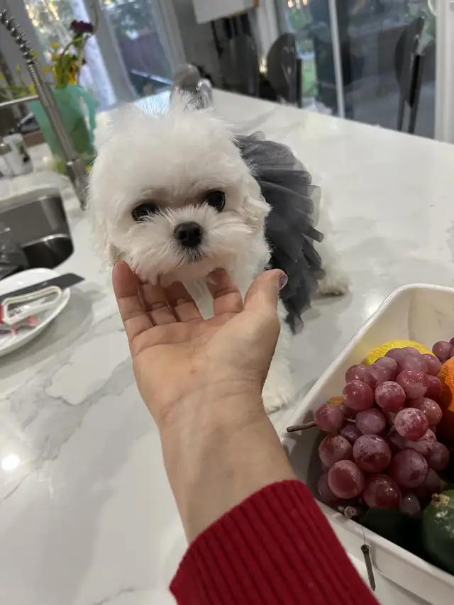 Korean Bloodline Maltese for adoption in Dogs & Puppies for Rehoming in Windsor Region - Image 2