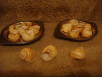 Escargot Shells