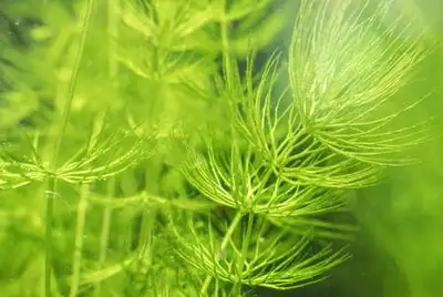 Aquarium plants - Hornwort, View more
