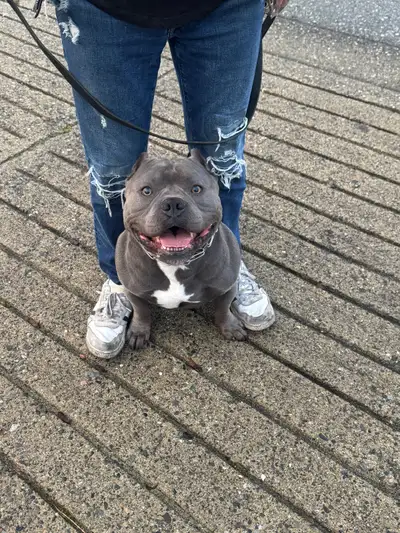 Premium Pocket Bully Puppies Available, View more