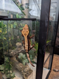 Crested geckos for sale. 1 female 2 males