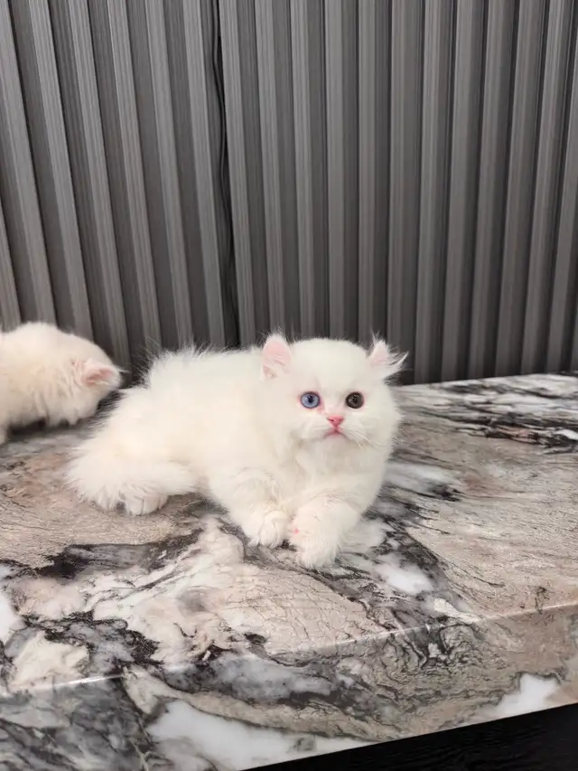 british longhair short leg munchkin kittens in Cats & Kittens for Rehoming in Oakville / Halton Region - Image 8
