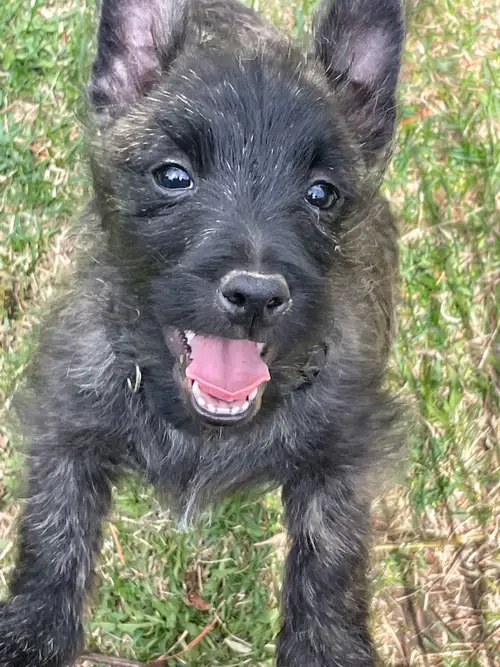 Born March 13 th ready for their new homes will have their first vaccination dewormed and vet checke...