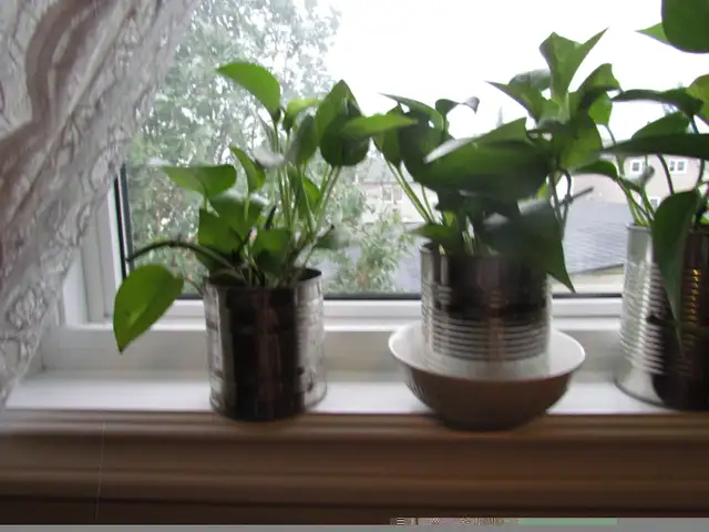 Beautiful Golden Pothos and Hawaiian Pothos flower mix in a 680m in Other in Calgary - Image 6