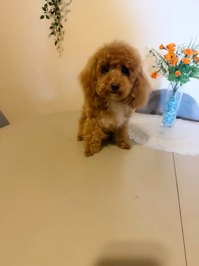 Pure  toy poodles in Dogs & Puppies for Rehoming in City of Toronto - Image 8